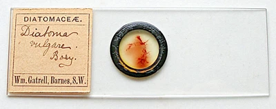 ANTIQUE  GATRELL DIATOM MICROSCOPE  SLIDE,  DIATOMA VULGARE  insitu on  ALGAE - Image 1 of 3