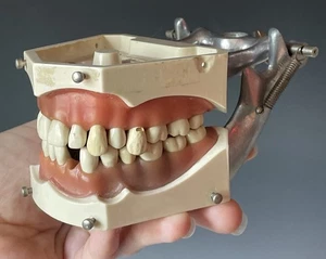 Vintage 20th C. Mid-Century R861 Columbia Dentoform Teeth Mouth Dental Tool - Bild 1 von 10