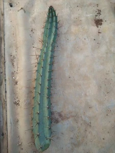 Cereus forbesii. Cutting 60 cm. Succulent Cactus Candelabro Colonnare - Foto 1 di 7