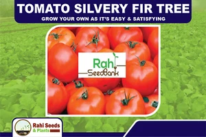 Tomato Silvery Fir Tree - Grow Your Own as it’s Easy & Satisfying - Picture 1 of 7