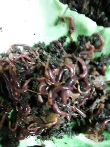 250+ Red Wiggler Worms, Blue worms ,Red worm mix ,all great composters - Picture 1 of 3