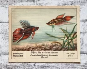 Schleierkampffisch Gurami Aquarium Scholze Palmin Sammelbild 196 Folge Reklame - Bild 1 von 2
