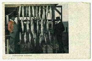 A Day's Fish Catch in Florida ca.1905 - Picture 1 of 2