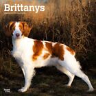 Browntrout,  Brittanys 2024 Wall Calendar