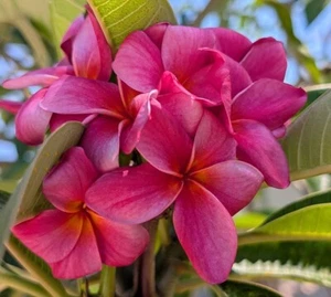 Plumeria - Frangipani, Pink 10 Seeds, Fresh 2025, From South West Florida - Picture 1 of 16
