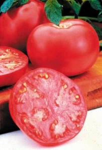 Semi di pomodoro valzer RARI cimelio non OGM impollinati aperti - Foto 1 di 12