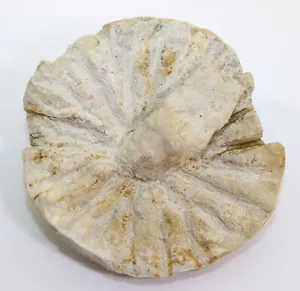 Spugna, Coeloptychium agaricoides, gesso, Campan, Meerdorf, Germania -k697 - Foto 1 di 8