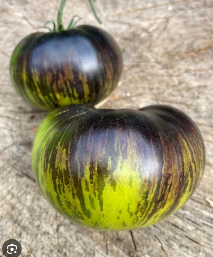 Xanadu Green Goddess Tomato 20+ Seeds | Exotic & Very Rare | Tomato Seeds - Image 1 of 4