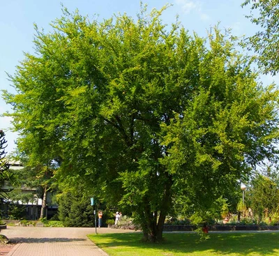 5 Chinese Elm Seedling Bare Roots for Planting, 1-2 ft Tall, Dormant in Winter - Image 1 of 4