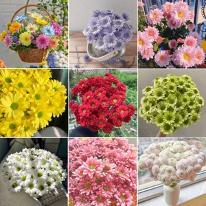 188PC Mixed-Color Small Chrysanthemum Flower Seeds Potted Courtyard Four Seasons - Picture 1 of 33