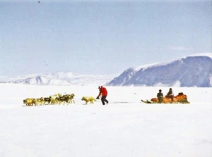 Postcard Canada NWT Northwest Territory Kignait Fjord Sled Dog Tour MINT  - Picture 1 of 1