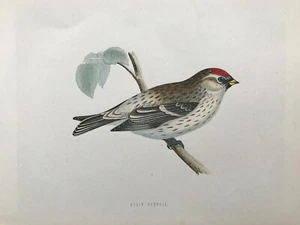 Antiker Druck von 1857; Mealy Redpoll aus Morris' Eine Geschichte britischer Vögel - Bild 1 von 2