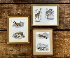 3 Sir William Jardine Prints in Vintage Frames - 8” x 10” - Picture 1 of 8