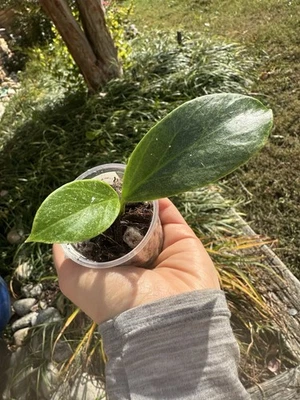 Hoya Obscura Cryptic Chrome Silver Rooted Plant - Image 1 of 4