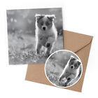 1 X Greeting Card & 10Cm Sticker Set - Bw - Australian Shepherd Dog #35239
