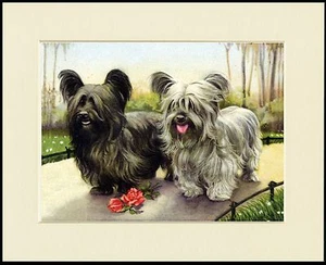 SKYE TERRIER DOGS LOVELY DOG PRINT MOUNTED READY TO FRAME - Picture 1 of 1
