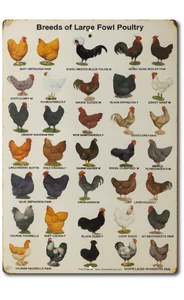Large Poultry Chicken Breeds Tin Sign 8x12 Country Farm Decor Rooster Hen Chart - Picture 1 of 5