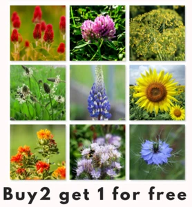 Wild flower seed mix MIXTURE MANURE MIX WILDFLOWERS HAVEN Buy 2 get 1 free 1 kg - Picture 1 of 6