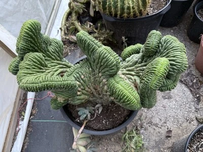 Monstrose SP Crest Cactus Jumbo Amazing Plant - Image 1 of 4