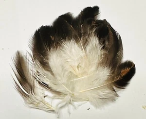 Short Hackles - Fly tying materials Brown hackles Medium fluffy x20 select size - Picture 1 of 2