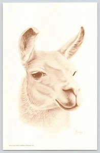 South American Camel Llamas Buena Vista Exotic Animal Park Strafford MO Postcard - Picture 1 of 2