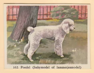 Perros - Tarjeta de cigarrillo holandesa de velocidad completa circa 1959 #162 caniche blanco - Imagen 1 de 2