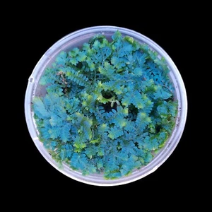 Selaginella uncinata, Moos-Farn, Terrarien Pflanzen, Regenwald Terrarium, Tropen - Bild 1 von 10