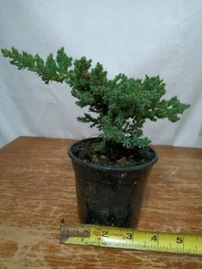 Juniper procumbens 'nana' pre-bonsai material 4" plastic pot  - Picture 1 of 8
