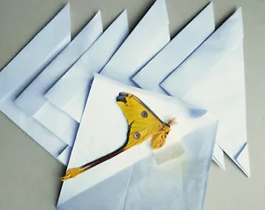 x3 Papillons comète Argema mittrei mâle en papillote - (insecte entomologie) - Photo 1/2