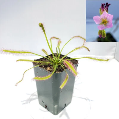 Drosera capensis Pink Flower (x1) - Live Tropical Carnivorous Plant - Image 1 of 4
