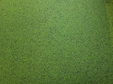 Duckweed