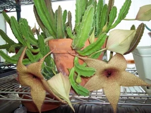 (2) Cactus Big Stapelia Gigantea Carrion Starfish Flower (2) Unrooted Cuttings - Picture 1 of 1