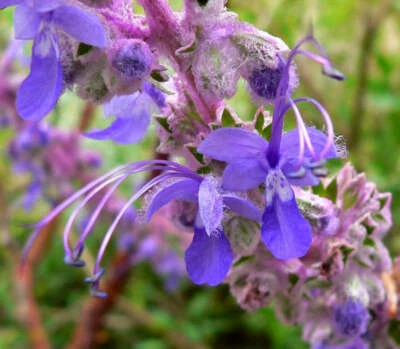 Trichostema lanatum | Wooly Bluecurls | Romero | 30 Seeds - Image 1 of 4