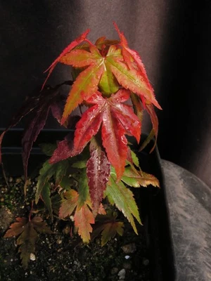 Acer Palmatum Ssp. Amoenum 'Mikawa Yatsubusa' Japanese Maple Tree Seedling 5" - Image 1 of 4