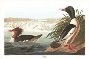 GOOSANDER audubon wildlife DUCK POSTER rare collectors DETAILED new 20x30 - Picture 1 of 1