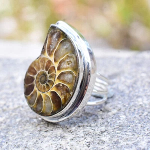 Ammonite Fossil Shell Natural Spiral Prehistoric Ocean Earth History Decor