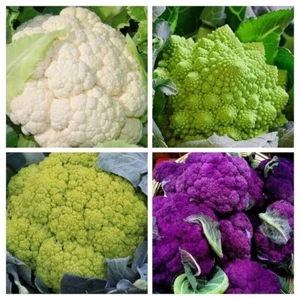 Cauliflower PACKAGE - BLUMENKOHL PAKET 4 varieties - 220+ Seeds - Samen - V 108 - Picture 1 of 5