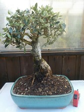 bonsai olivo  h 51 cm visita il negozio