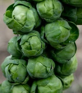 Long Island Brussels Sprout Seeds 200+ SEEDS  NON-GMO -BUY 4 ITEMS FREE SHIP - Picture 1 of 2