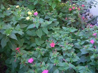 40 Samen Wunderblume Mirabilis jalapa Farton Pink (2024 gesammelt) - Bild 1 von 3