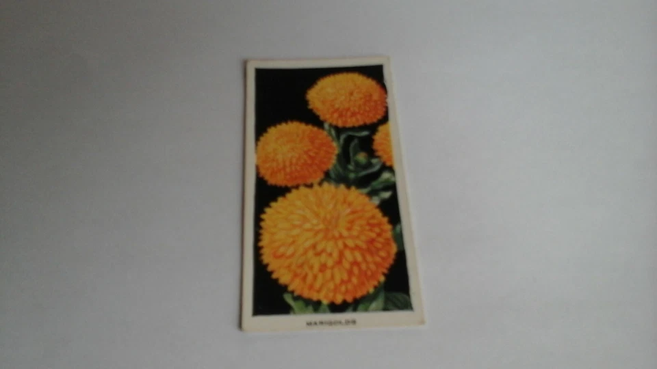 Carreras.  FLOWERS.  No :31 Marigolds - Image 1 of 2