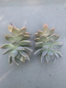 Echeveria Ghost Plant Cuttings 2 Pieces - Picture 1 of 3