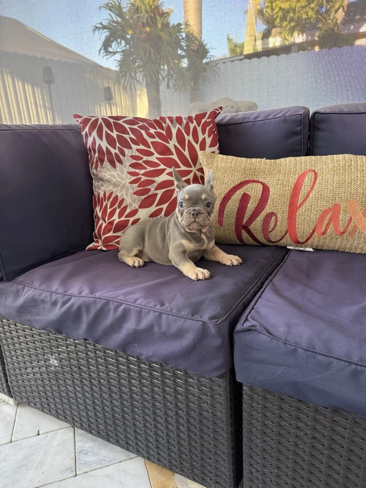 Cojines De Patio Con Peluche Para Terrazas De Patio  Foto 1 de 3