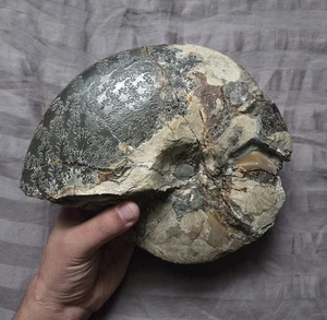 Rare Large Placenticeras Fossil Shell Ammonite From South Dakota - Picture 1 of 5