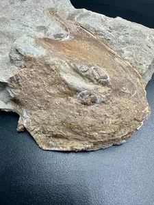 Rare Devonian fossil fish Ukrainaspis kozlowskii – Old Red Fm Ukraine - Foto 1 di 6