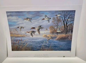 Terry Doughty Signed Numbered Art Print Sanctuary Bay Green Winged Teal 2018 177 - Picture 1 of 9