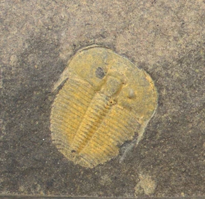 Trilobit, Aulacopleura konincki, Silur, Lodenice, Tschechische Republik -f618 - Bild 1 von 4