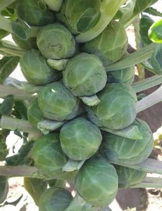 500 semi di cavolo di bruxelles- cavoletti - cavoli- brassica - Foto 1 di 5