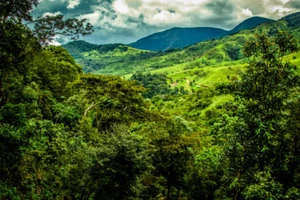 Panama Geisha Kaffeebohnen mittelgeröstet täglich 10 Pfund 1 Pfund Beutel - Bild 1 von 23