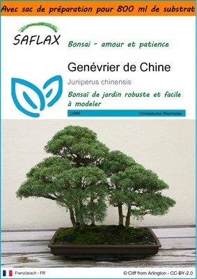 SAFLAX - Garden in the bag - Genévrier de Chine - 30 Graines - Photo 1/4